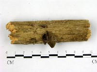 藏品(毛木耳)的圖片