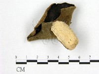 藏品(毛木耳)的圖片