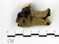 藏品(毛木耳)的圖片