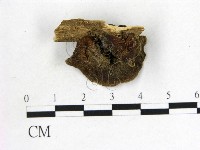 藏品(毛木耳)的圖片