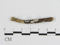 藏品(刺皮菌屬)的圖片