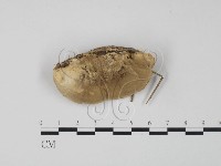 藏品(東方栓菌)的圖片