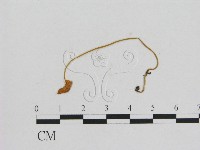 藏品(小菇屬)的圖片