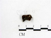 藏品(毛木耳)的圖片