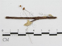 藏品(微皮傘屬)的圖片