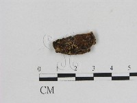 藏品(小菇屬)的圖片