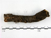 藏品(毛木耳)的圖片