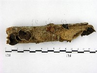 藏品(毛木耳)的圖片