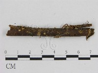 藏品(小菇屬)的圖片