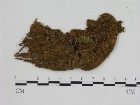 藏品(小菇屬)的圖片