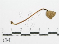 藏品(鬼傘屬)的圖片