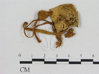 藏品(小菇屬)的圖片