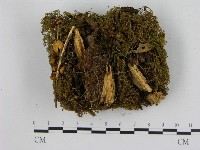 藏品(小菇屬)的圖片