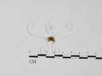 藏品(銀耳屬)的圖片