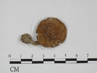 藏品()的圖片