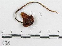 藏品(粉褶菌屬)的圖片