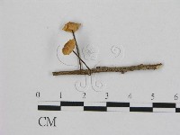 藏品(小皮傘屬)的圖片