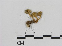 藏品(小菇屬)的圖片