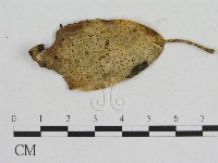 藏品(小菇屬)的圖片