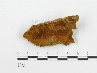 藏品(木層孔菌屬)的圖片