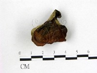 藏品(毛木耳)的圖片