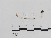 藏品(小菇屬)的圖片