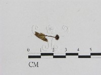 藏品(小菇屬)的圖片