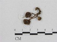 藏品(小菇屬)的圖片