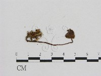 藏品(小菇屬)的圖片