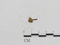 藏品(小菇屬)的圖片