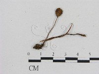 藏品(小菇屬)的圖片