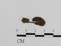 藏品(小菇屬)的圖片