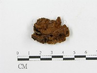 藏品(木層孔菌屬)的圖片