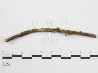 藏品(微皮傘屬)的圖片