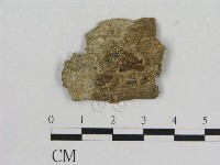 藏品(小菇屬)的圖片