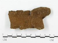 藏品(木層孔菌屬)的圖片