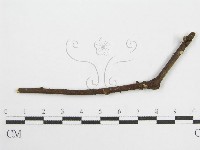 藏品(微皮傘屬)的圖片