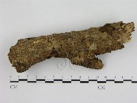 藏品(小菇屬)的圖片