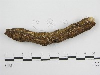 藏品(微皮傘屬)的圖片