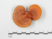 藏品(血紅密孔菌)的圖片