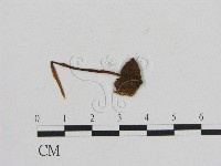 藏品(小菇屬)的圖片