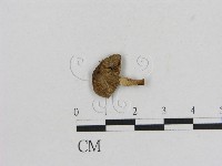 藏品(小菇屬)的圖片