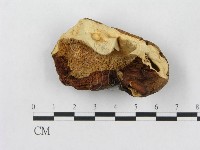 藏品(多孔菌屬)的圖片