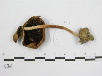 藏品(鬼傘屬)的圖片