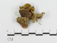 藏品(絨蓋牛肝菌屬)的圖片