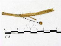 藏品(微皮傘屬)的圖片