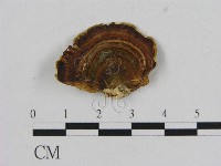 藏品(相鄰小孔菌)的圖片