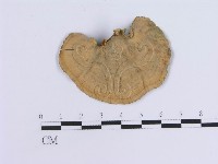 藏品(蠔韌革菌)的圖片