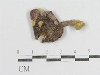 藏品(紅菇屬)的圖片