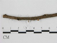 藏品(小皮傘屬)的圖片